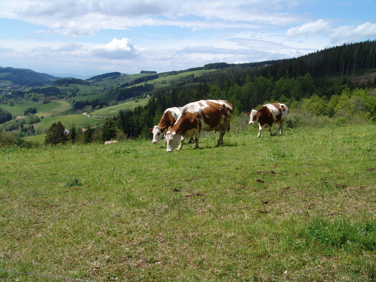 Panoramarundweg Thurner Panoramarundweg Thurner