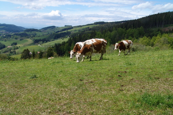 Panoramarundweg Thurner